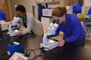 STL students looking at microscopes in a lab