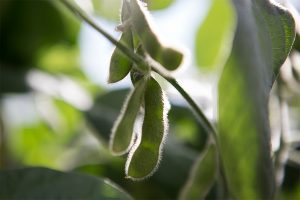 stock image of a soybean from a field