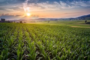 farm stock image