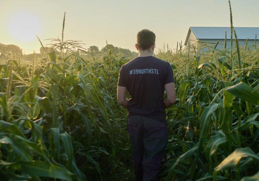 Man walking through a green cornfield