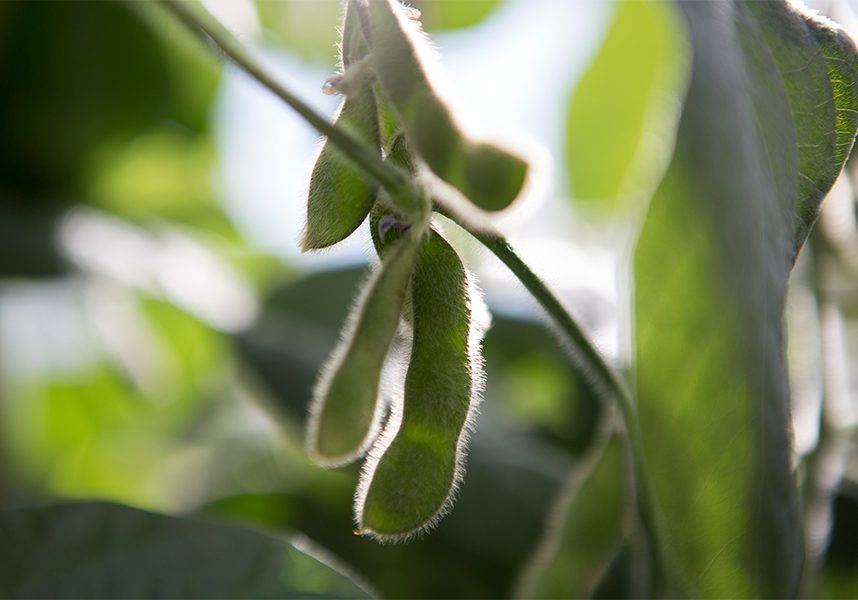 BRDG-soybean stock image of a soybean from a field