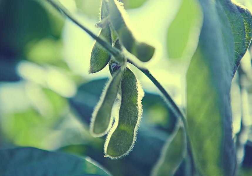 Closeup of soybean